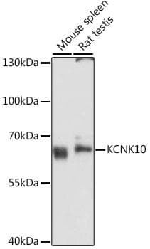 KCNK10 / TREK Antibody