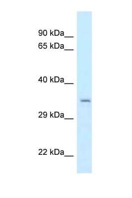 CPPED1 Antibody (aa194-243)