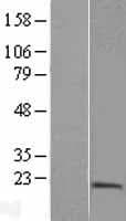 PTRH2 / BIT1 Protein (Over-Expression Lysate Myc-DDK (Flag))