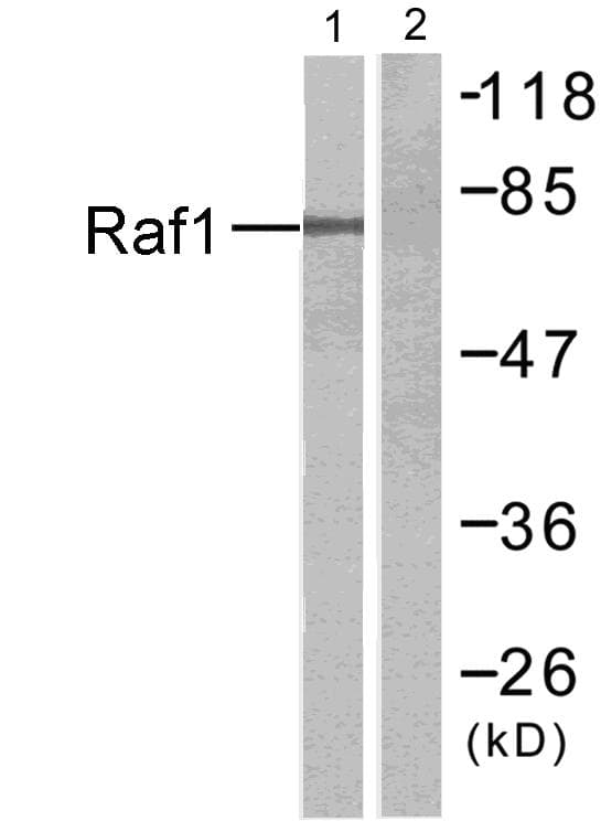RAF1 / RAF Antibody (p338)