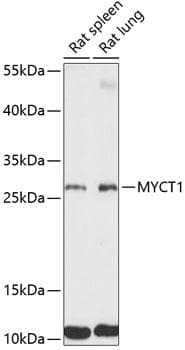 MYCT1 Antibody