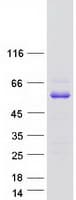 Human ABI3 Protein (Recombinant Myc-DDK (Flag))