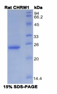 Rat CHRM1 / M1 Protein (Recombinant His)