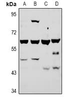 ATG4A Antibody