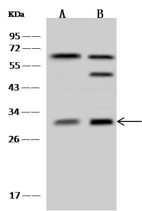 PSMF1 Antibody