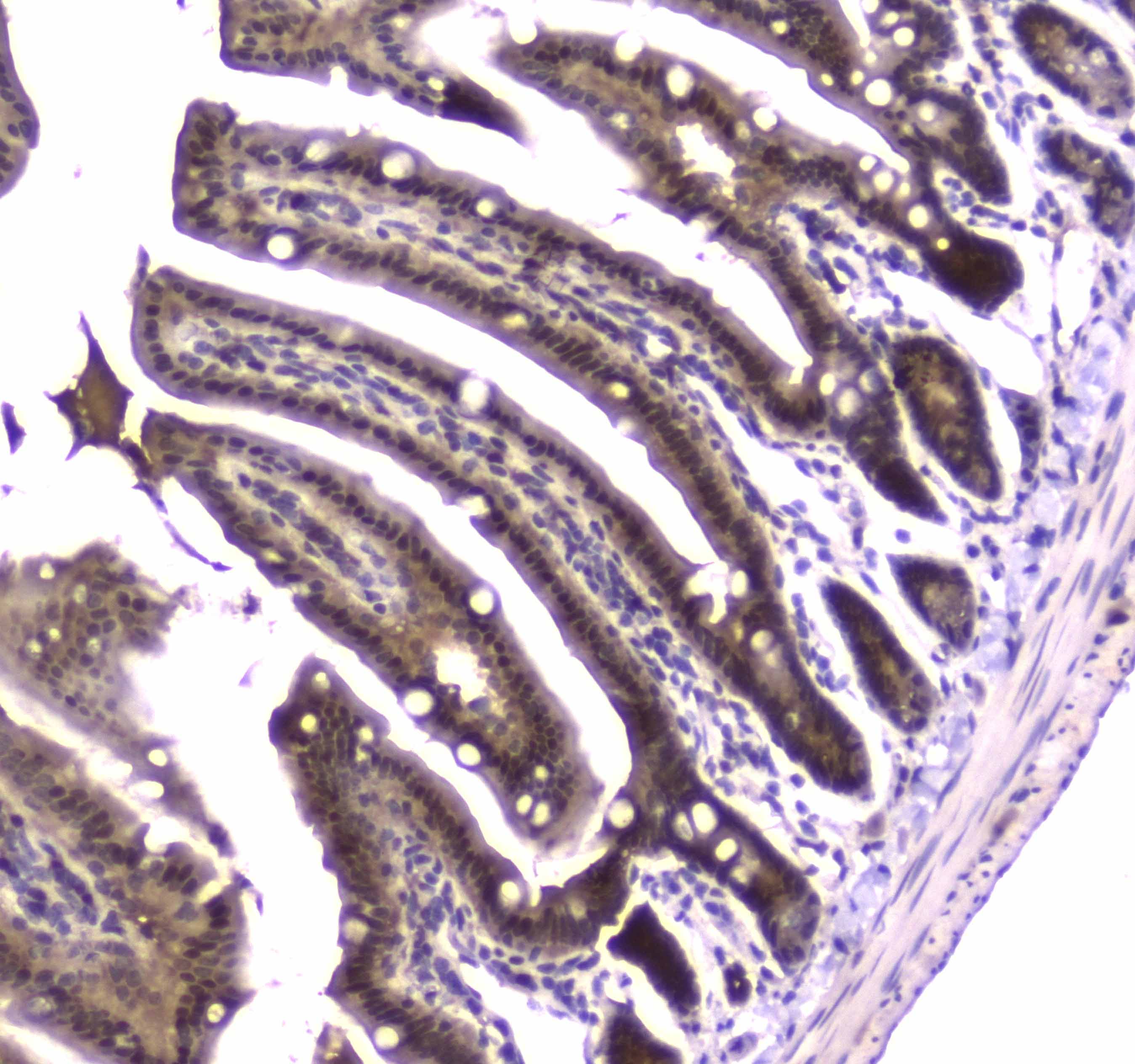 GSR / Glutathione Reductase Antibody