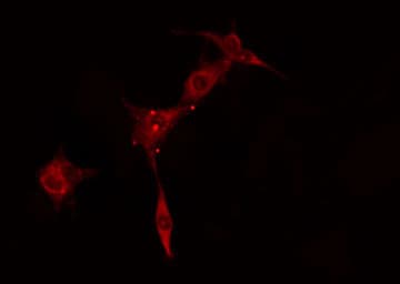 PRKAR2A Antibody
