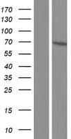 PIGS Protein (Over-Expression Lysate Myc-DDK (Flag))