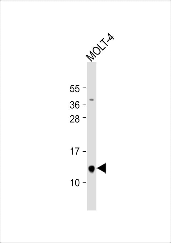NUTF2 / PP15 Antibody