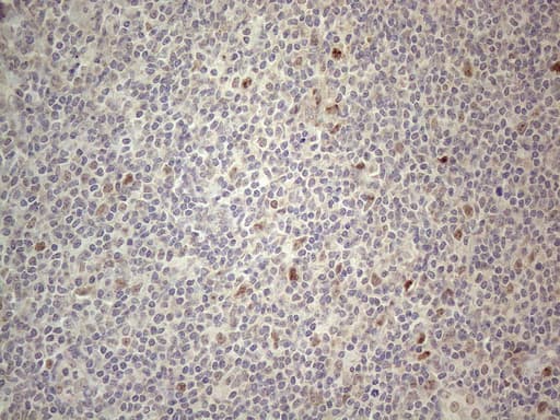 CNOT2 Antibody (clone OTI5A12)