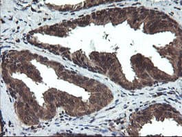 DOK7 Antibody (clone OTI1A9)