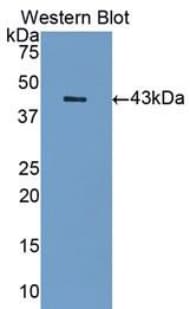 SIGLEC7 / CD328 Antibody (aa18-353, Biotin)