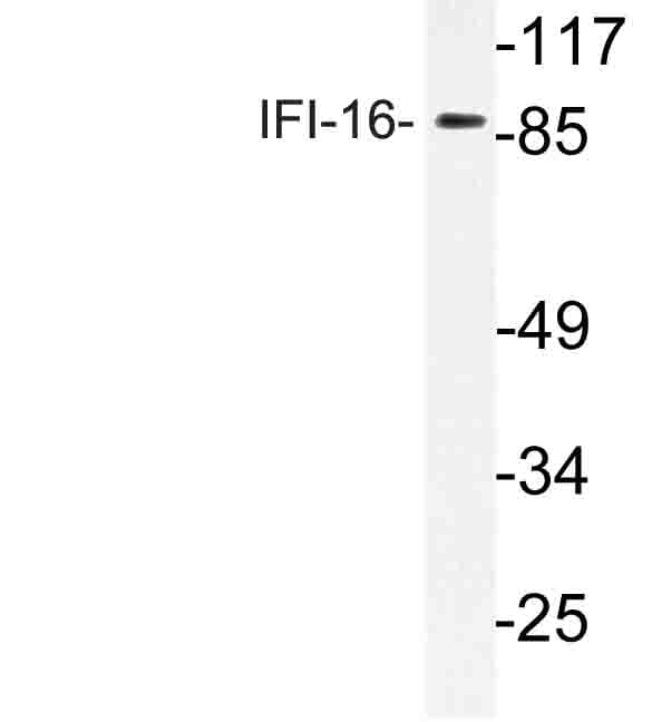 IFI16 Antibody (Asn772)