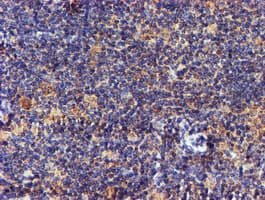NDUFAF7 Antibody (clone OTI4A5, Carrier-free)