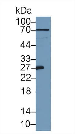 Polyclonal Rabbit anti-Mouse APOA1 / Apolipoprotein A 1 Antibody (Cy3, aa25-264, WB)