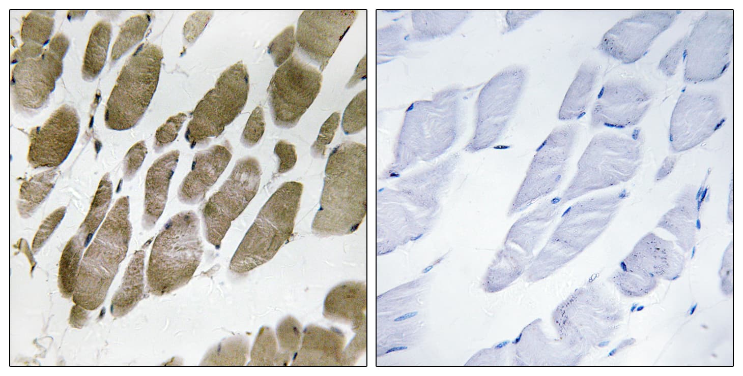 NMU / Neuromedin U Antibody (aa125-174)
