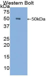 CPE / Carboxypeptidase E Antibody (aa151-317)