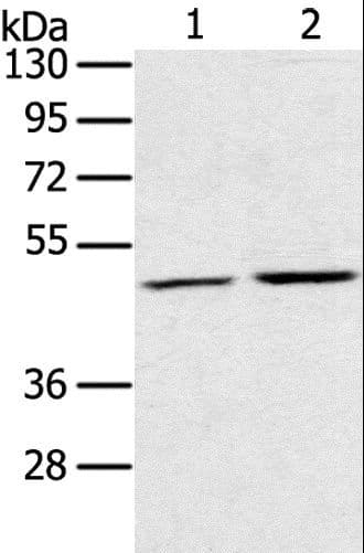 Polyclonal Rabbit anti-Human RRAGC / RAGC Antibody (WB)