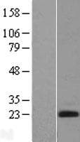 EDN2 / Endothelin 2 Protein (Over-Expression Lysate Myc-DDK (Flag))