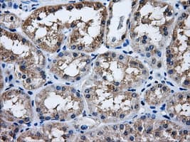 HDAC10 Antibody (clone OTI9B5)