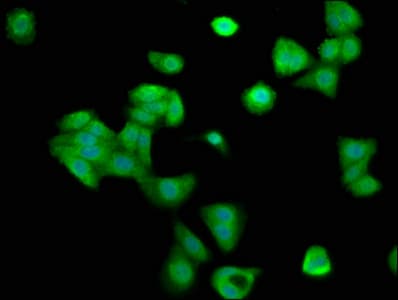 CCNY / Cyclin Y Antibody