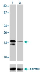 IHC-plus™ Monoclonal Mouse anti-Human AGTRAP / ATRAP Antibody (clone 1G2, IHC, WB)