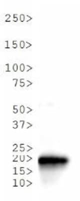 HIST3H3 Antibody (Me3-Lys37)