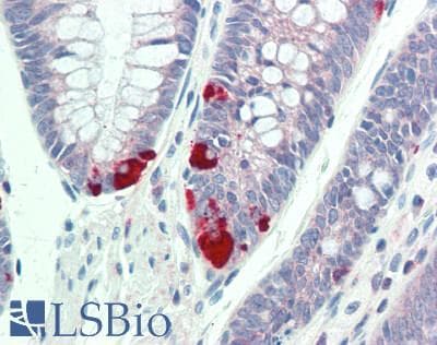 FURIN Antibody (aa587-748)