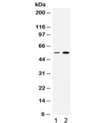 MEF2A / MEF2 Antibody