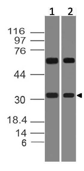HOXD8 Antibody