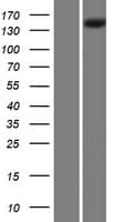 Human PLA2R / PLA2R1 Protein (Over-Expression Lysate Myc-DDK (Flag))