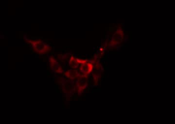 TMBIM1 Antibody