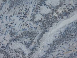 IL3 Antibody (clone OTI3B11)