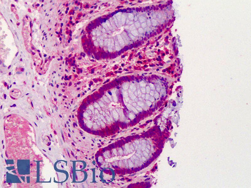 IHC-plus™ GNAS Antibody
