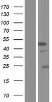 Human STK32A Protein (Over-Expression Lysate Myc-DDK (Flag))