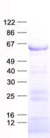 Human KRT2 / CK2 / Cytokeratin 2 Protein (Recombinant His, N-Terminal)