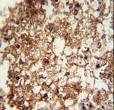 ITGAM / CD11b Antibody (aa253-282)