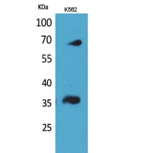 CD32B + CD32C Antibody (131-180 aa, Internal)