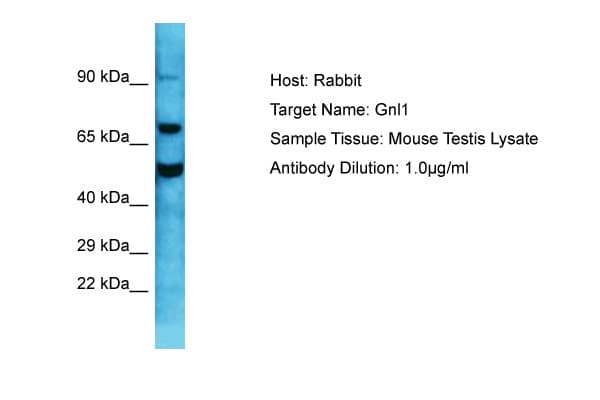 GNL1 Antibody (C-Terminus)