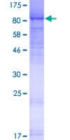Human LRRC4C Protein (Recombinant GST)