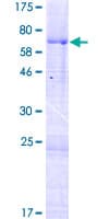 Human MARVELD3 Protein (Recombinant GST)