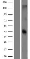 CLEC12B Protein (Over-Expression Lysate Myc-DDK (Flag))