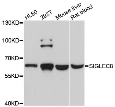 SIGLEC8 Antibody