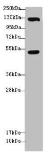 Polyclonal Rabbit anti-Human USP28 Antibody (IHC, WB)