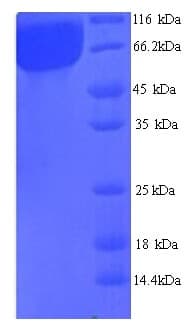 Arabidopsis thaliana AT1G13450 Protein (Recombinant His)