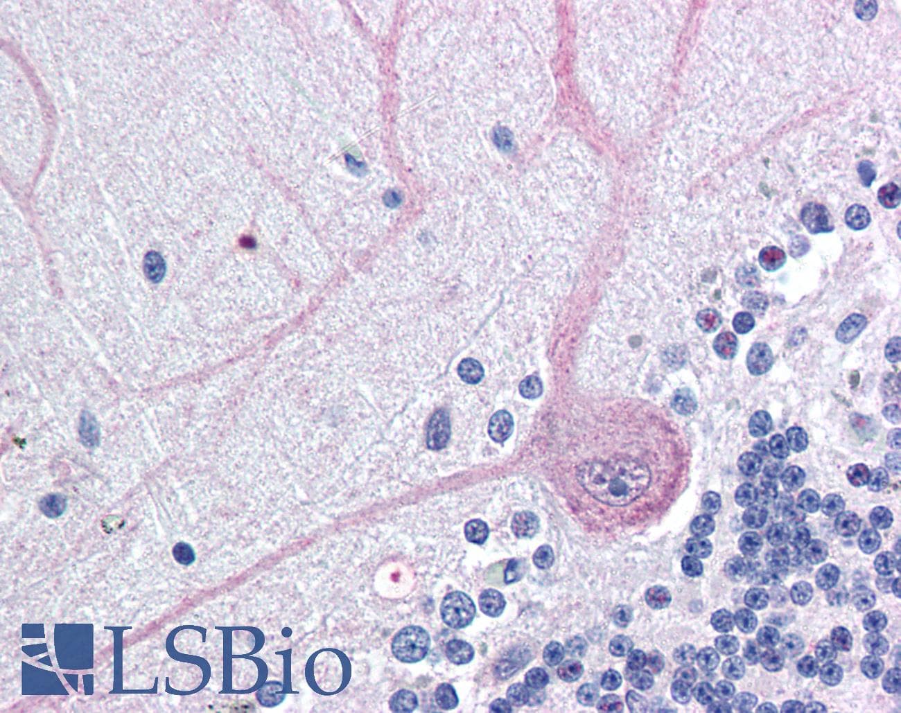IHC-plus™ BAG4 / SODD Antibody