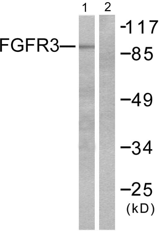 FGFR3 Antibody