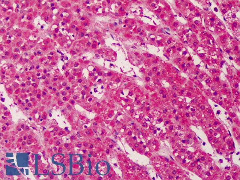 TRIM68 Antibody (aa279-328, HRP)