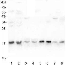 UBE2I / UBC9 Antibody
