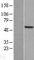 TSTD2 Protein (Over-Expression Lysate Myc-DDK (Flag))